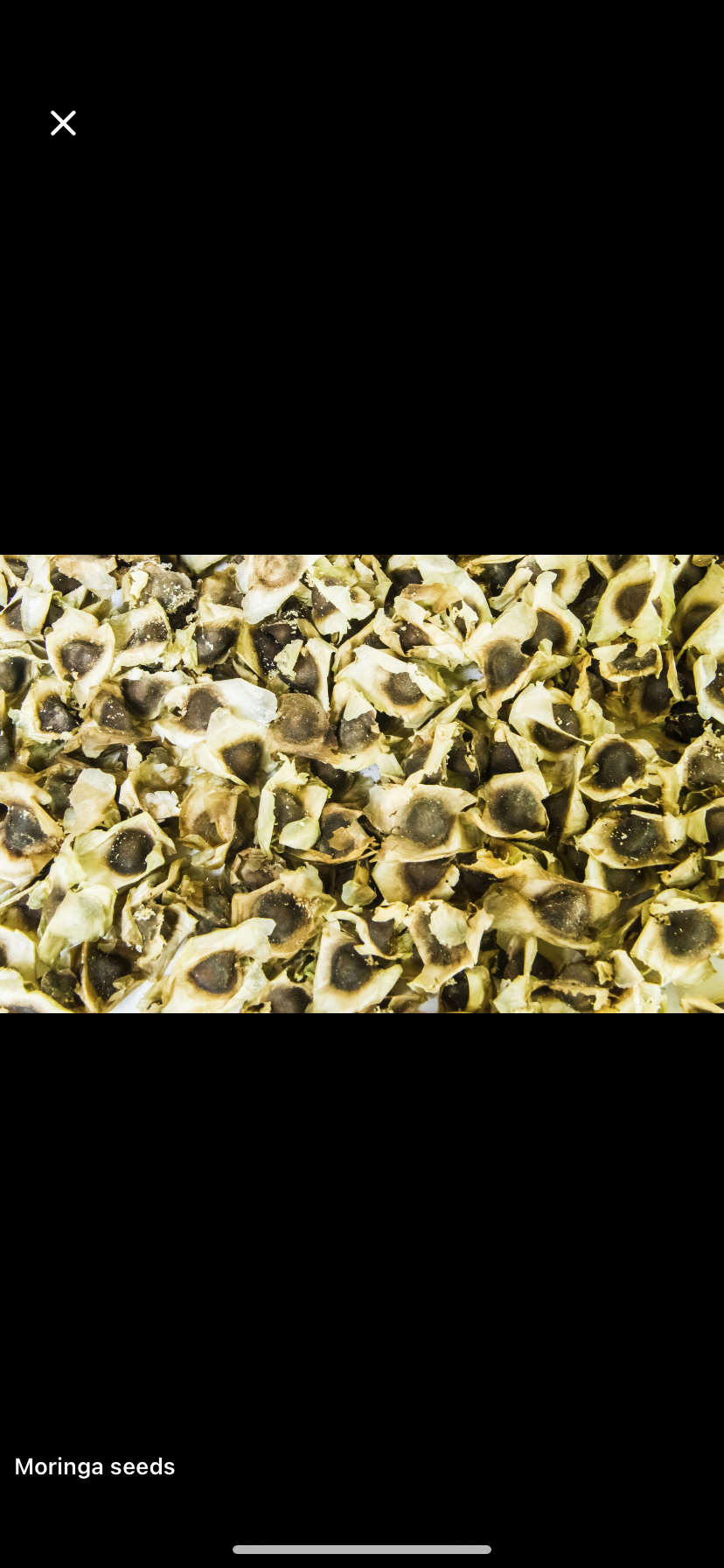 Lidaje Graines de Moringa 50 g
